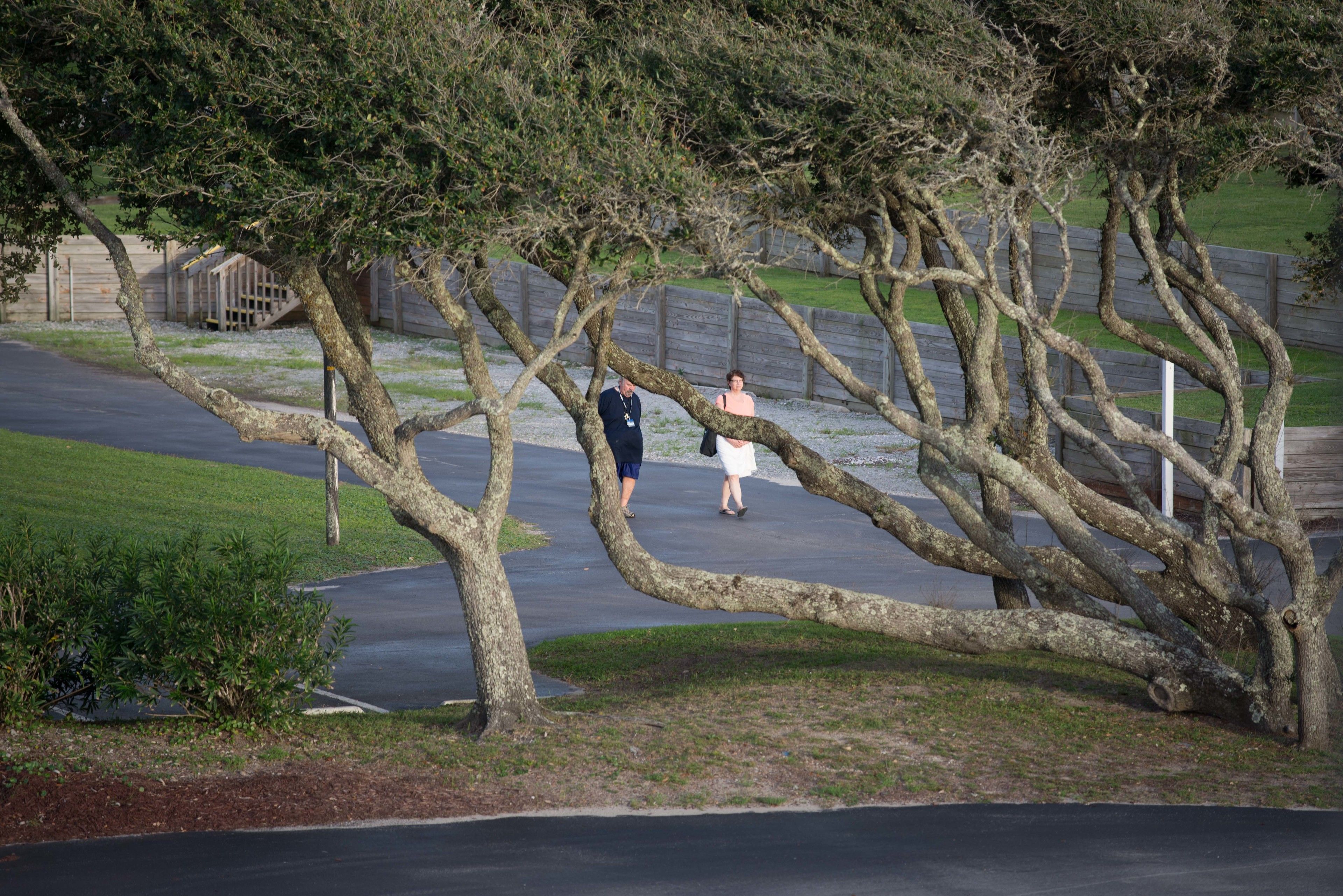 A tree-lined pathway with a wooden fence and a grassy area.