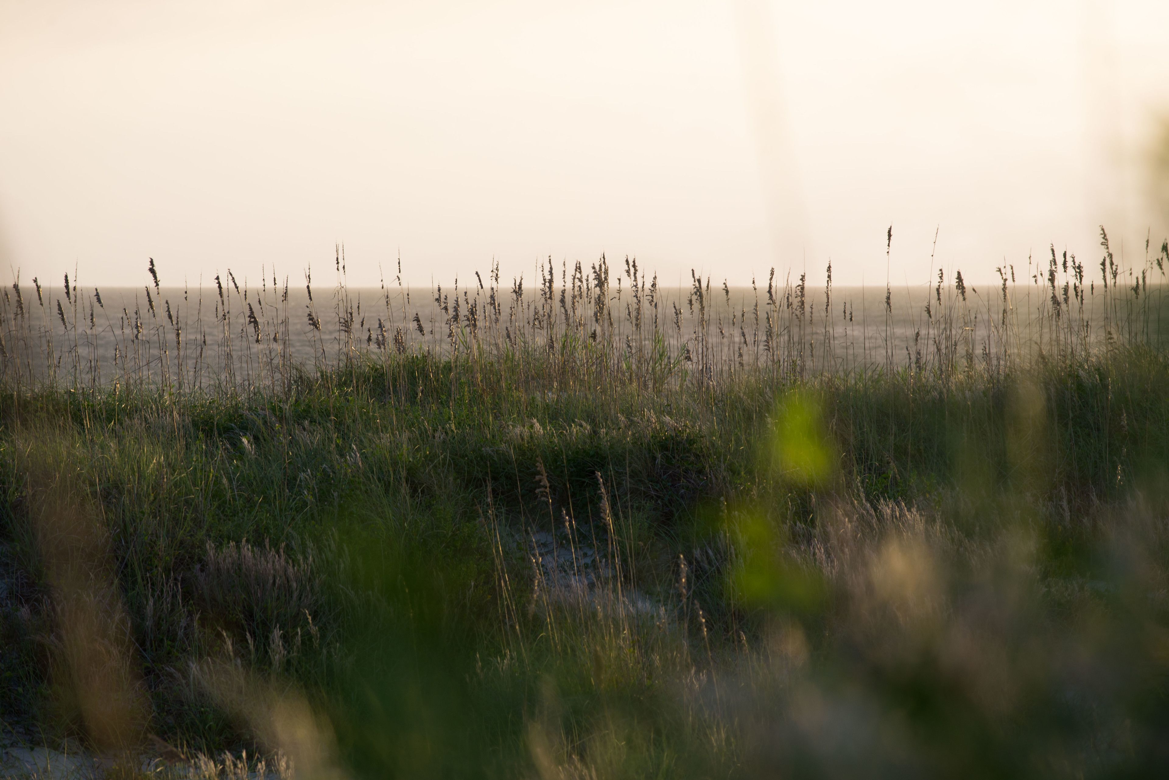A coastal landscape with tall grasses and a view of the sea.