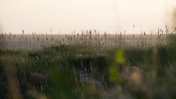 A coastal landscape with tall grasses and a view of the sea.