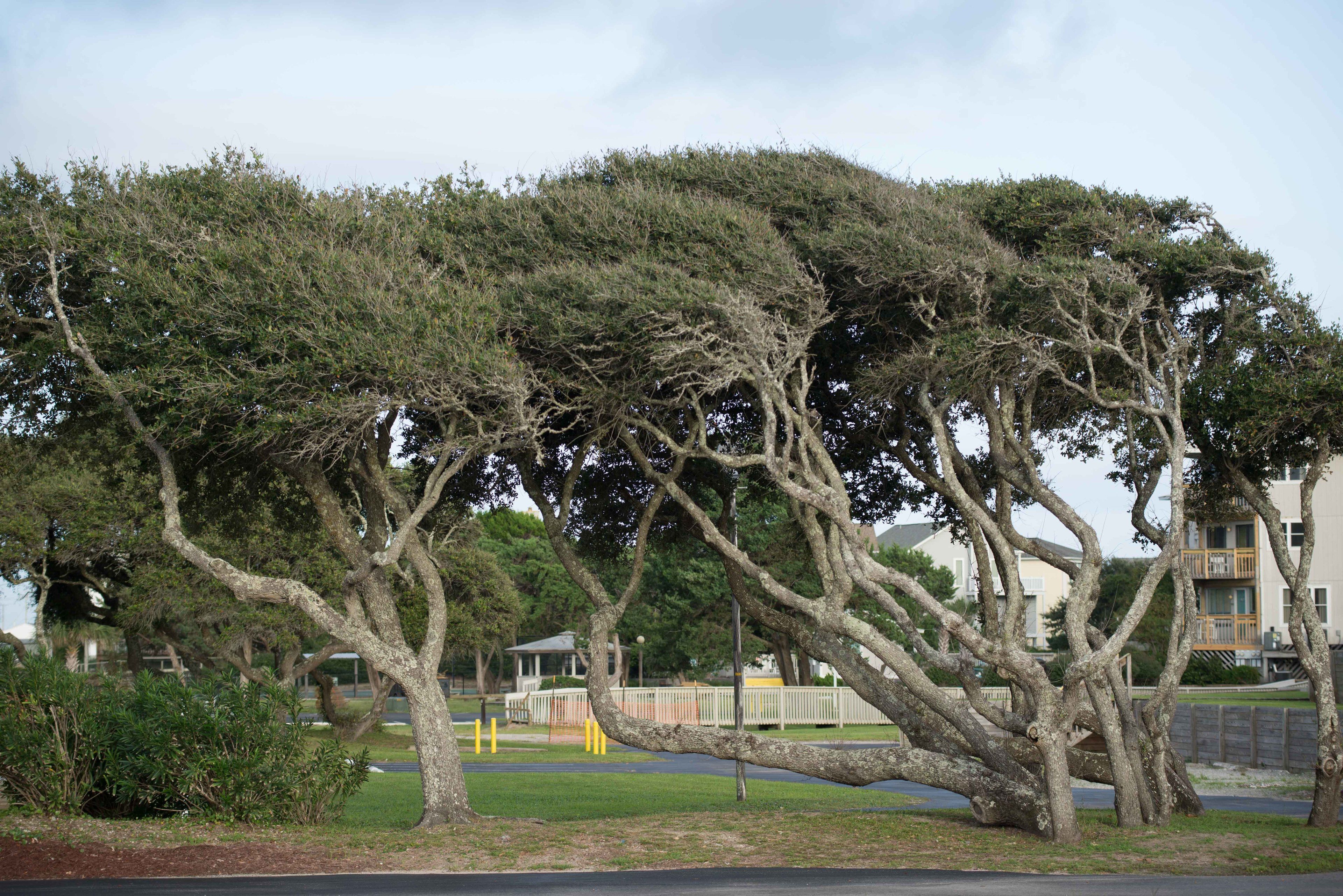 Ein großer Baum mit weit ausladenden Ästen in einer angelegten Grünfläche.