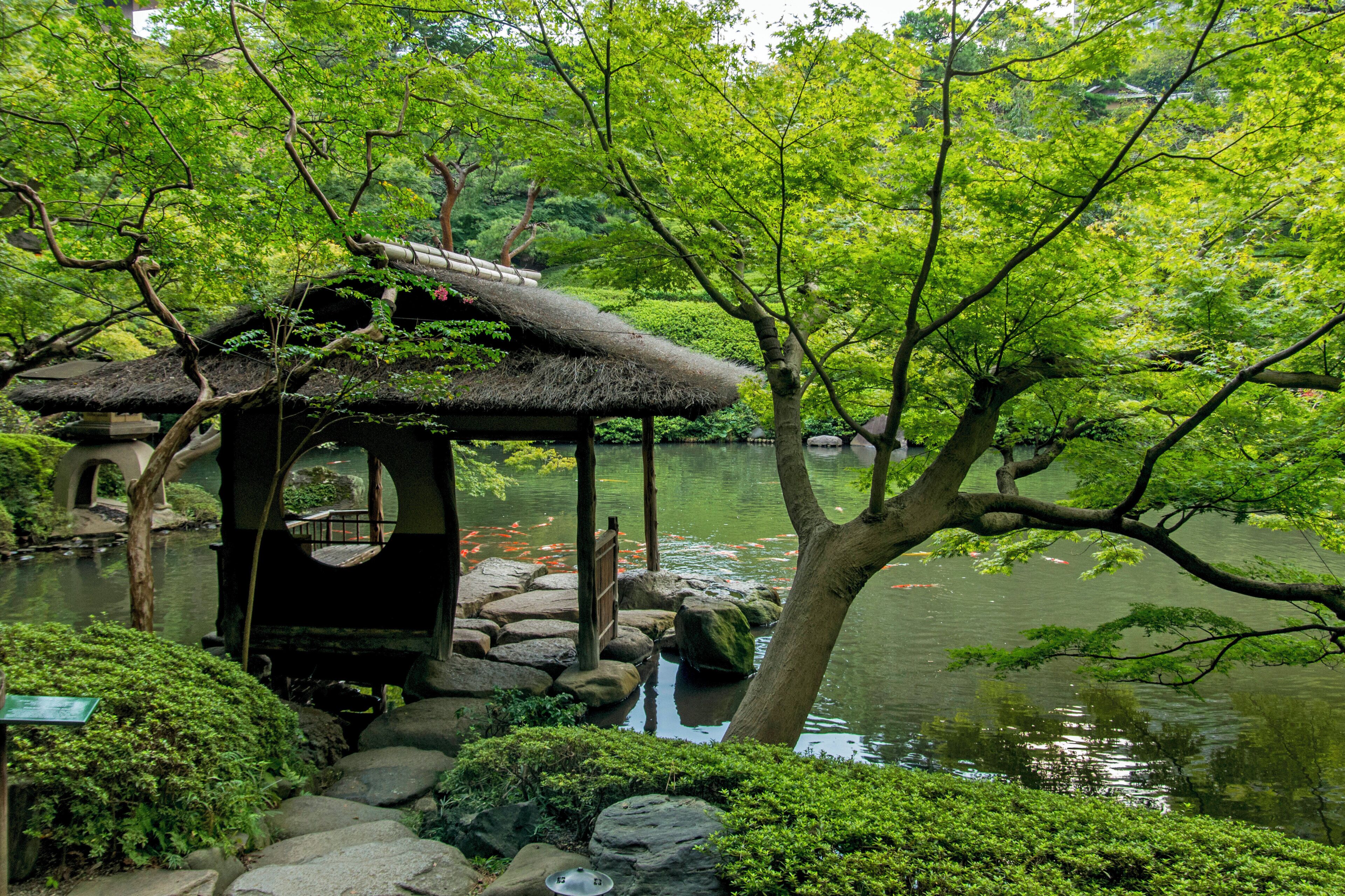 A traditional Japanese-style pavilion with a thatched roof, surrounded by lush greenery and a calm pond with koi fish.
