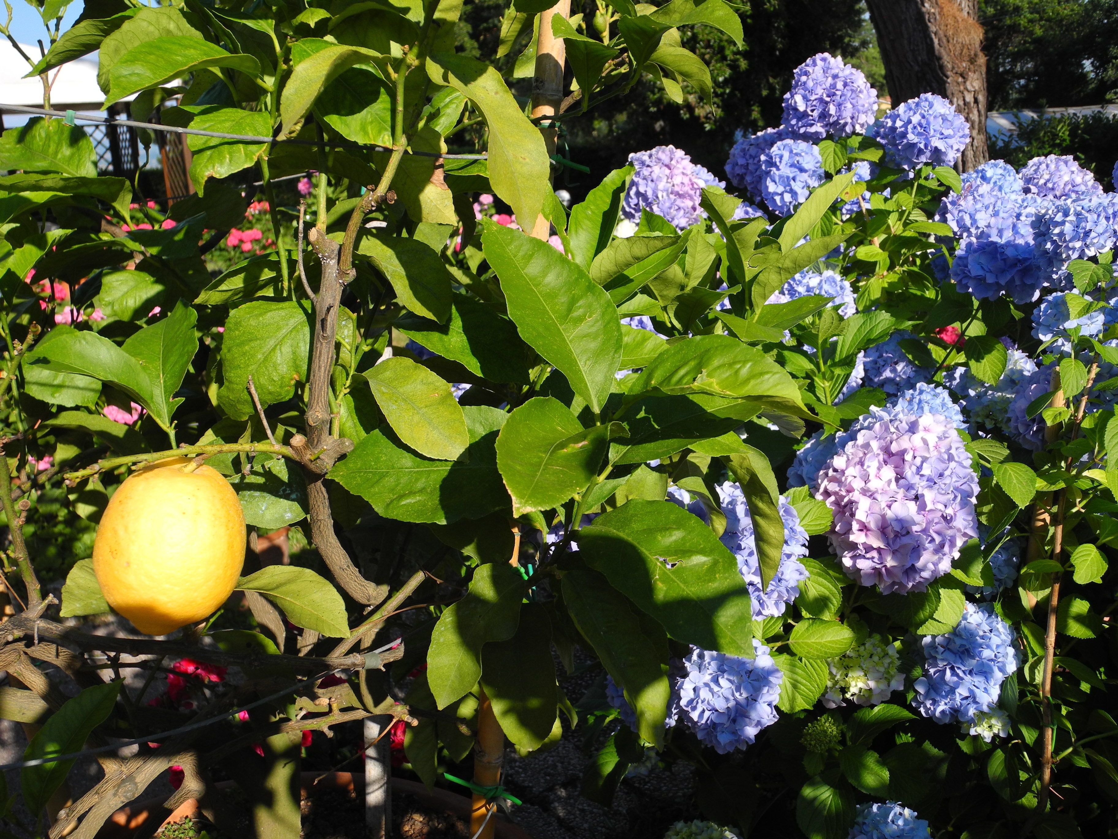 Un jardin agrémenté de fleurs d’hortensia et d’un citronnier.