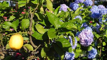 Un jardin agrémenté de fleurs d’hortensia et d’un citronnier.