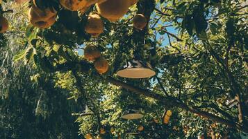 Ein Garten mit Tisch und Stühlen unter einem Zitronenbaum.