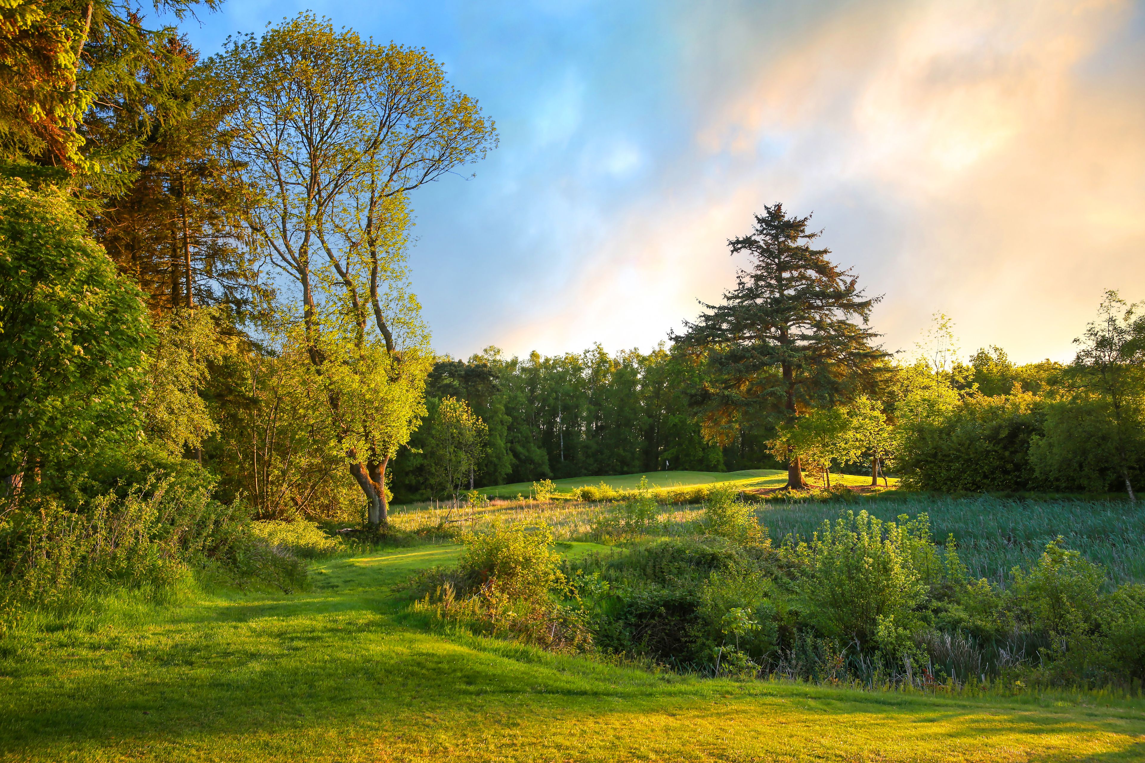 Un paysage verdoyant et luxuriant, parsemé de différents types d’arbres, sous un ciel dégagé.