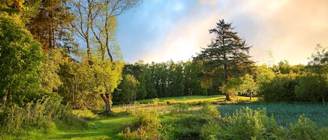 Un paisaje verde y exuberante con diversos árboles y un cielo despejado.