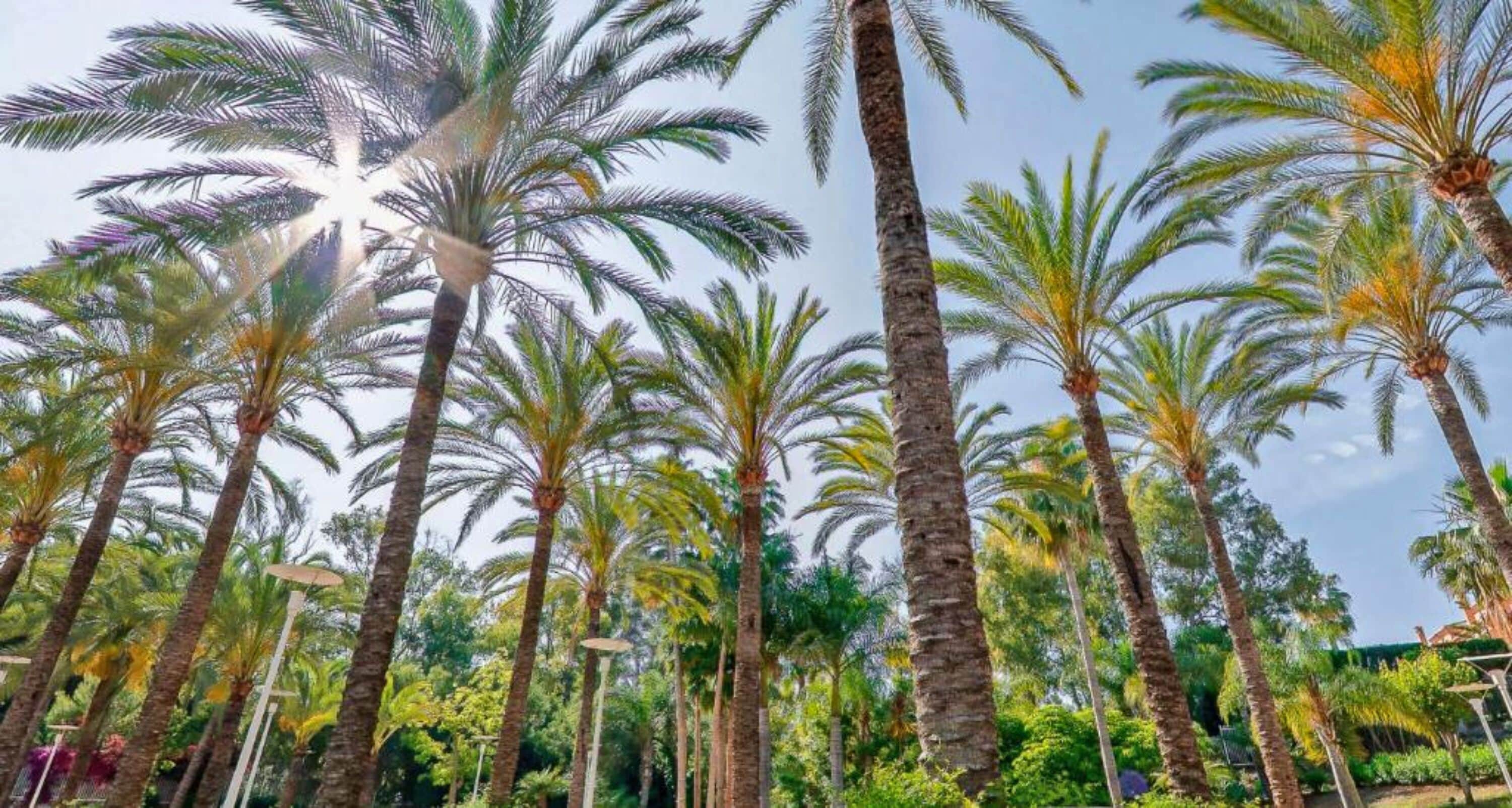 Une rangée de grands palmiers dans un jardin.