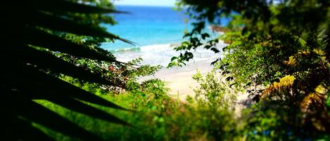 A beach view through dense foliage.