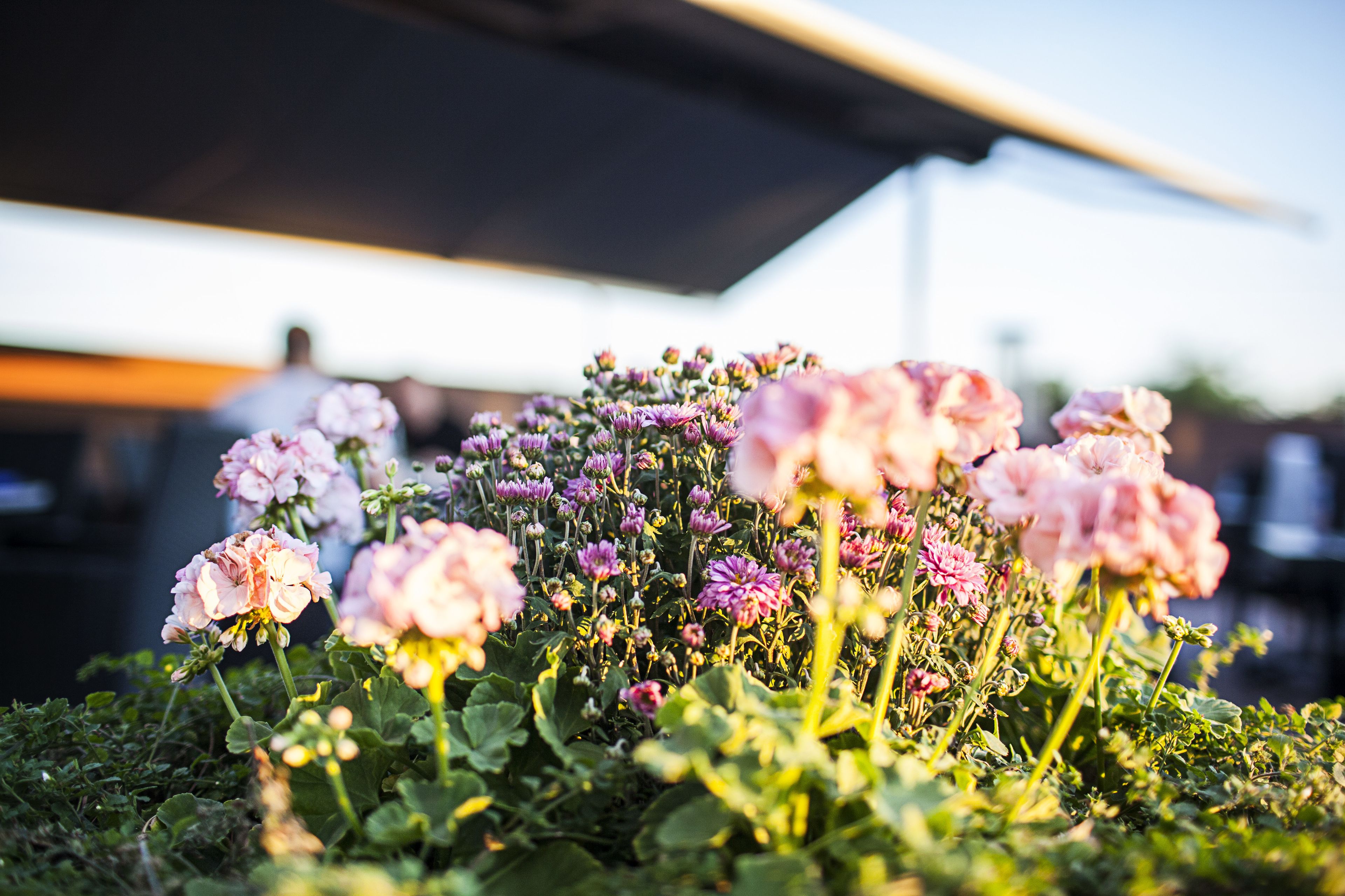 Un jardín con flores rosas y moradas, un espacio cubierto y una persona al fondo.