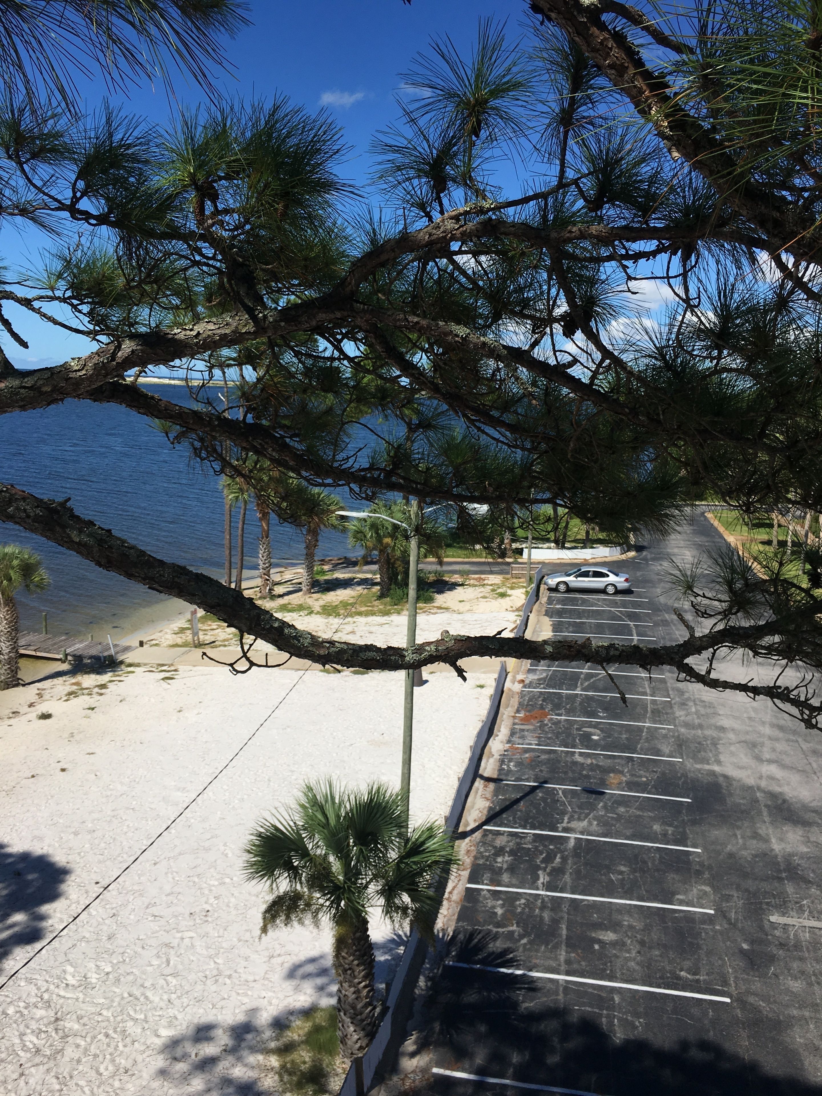 A parking lot with a beach view, palm trees, and a clear sky.