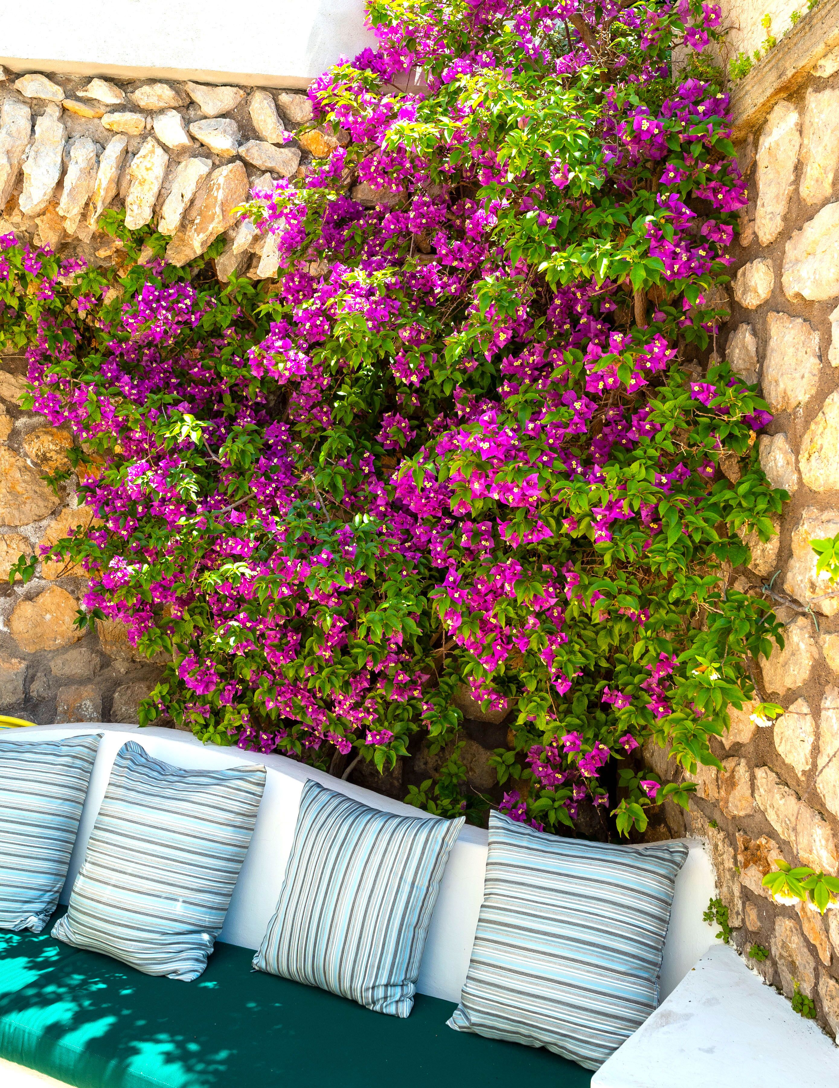 Un mur de pierre orné de magnifiques fleurs de bougainvillier violettes et un espace extérieur aménagé avec des sièges blancs et des coussins à rayures.