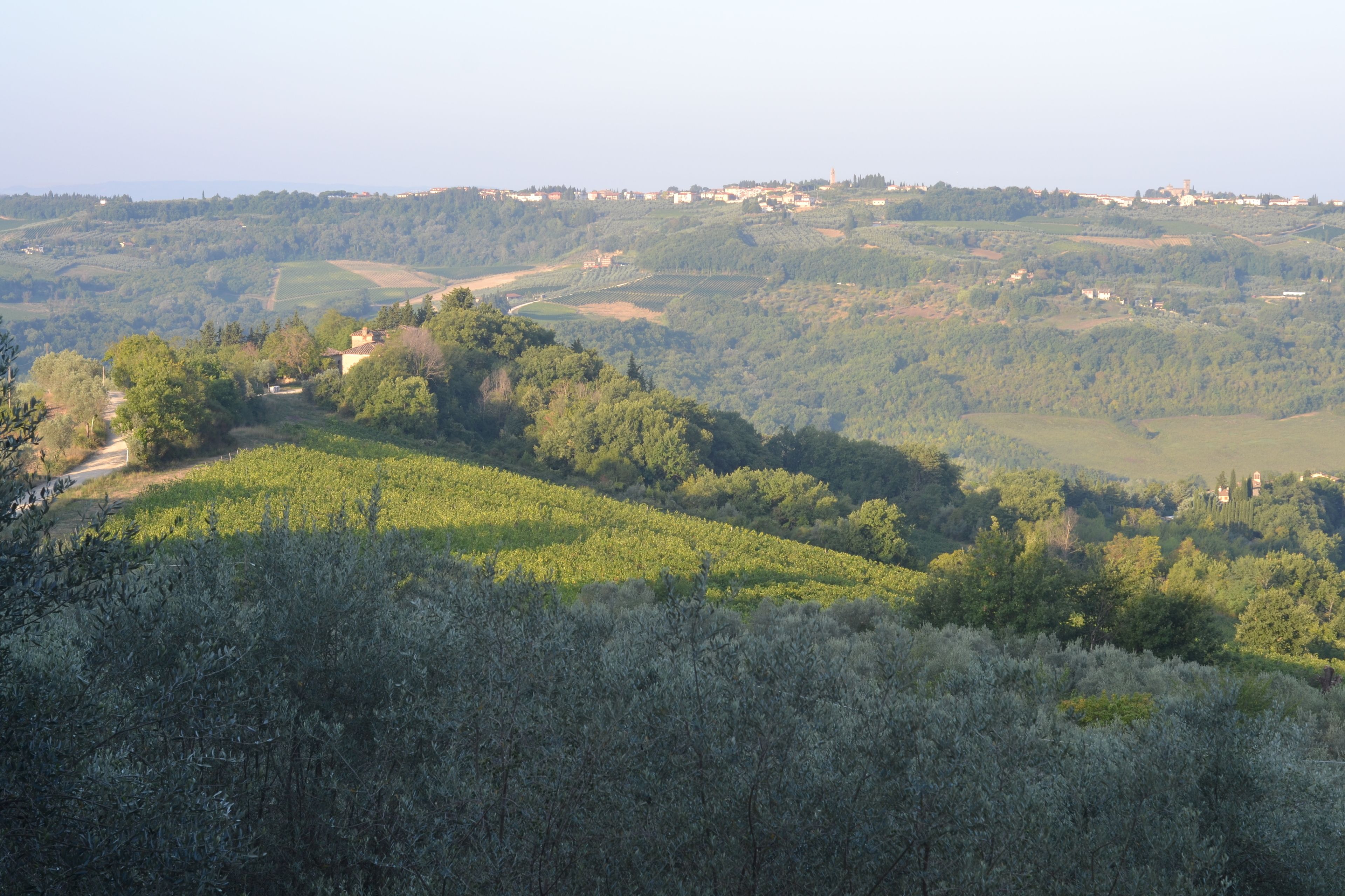 Paesaggio di un vigneto con dolci colline e edifici sparsi.