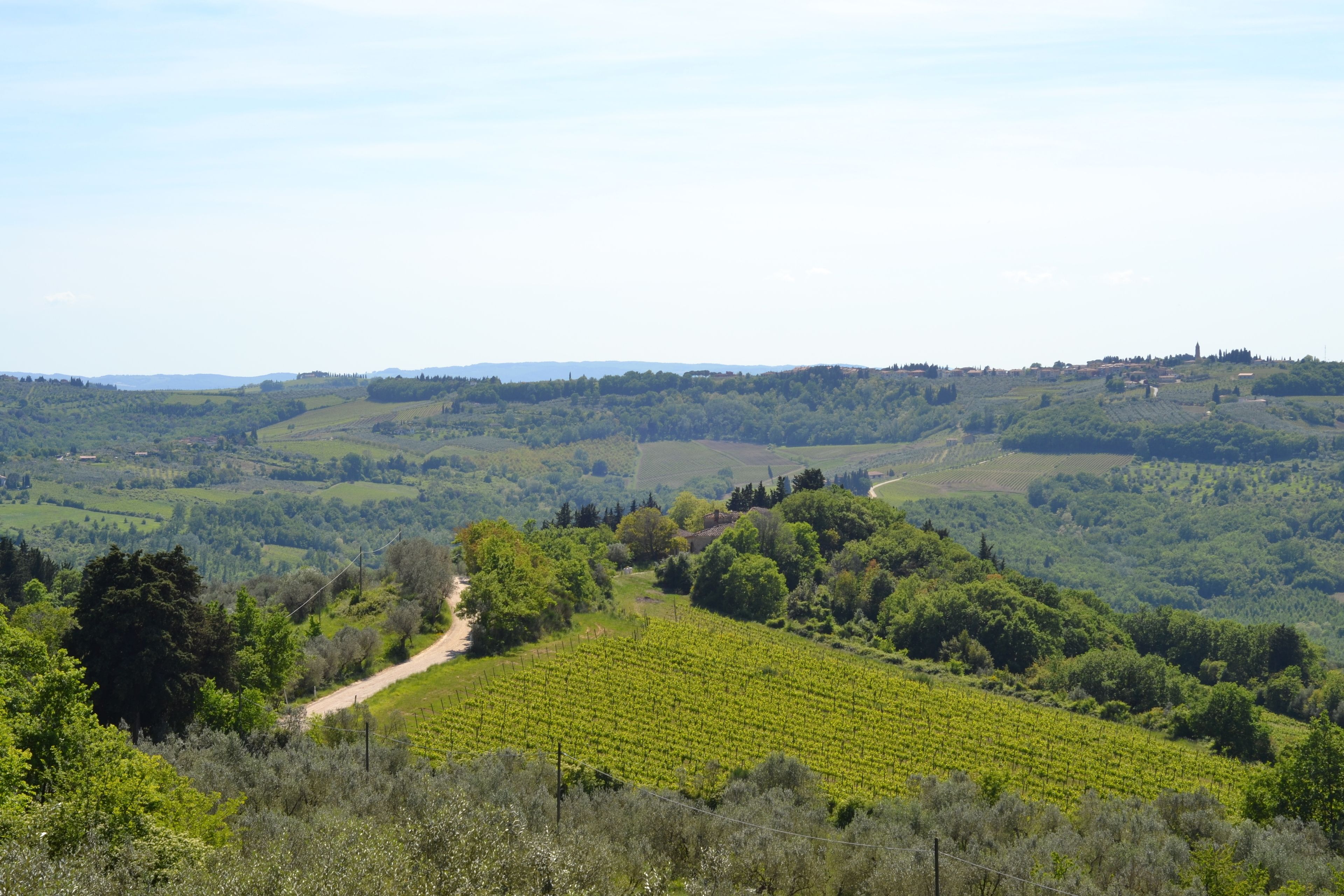 A vineyard landscape with rolling hills and a dirt path.