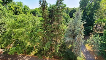 A pathway surrounded by dense evergreen trees.
