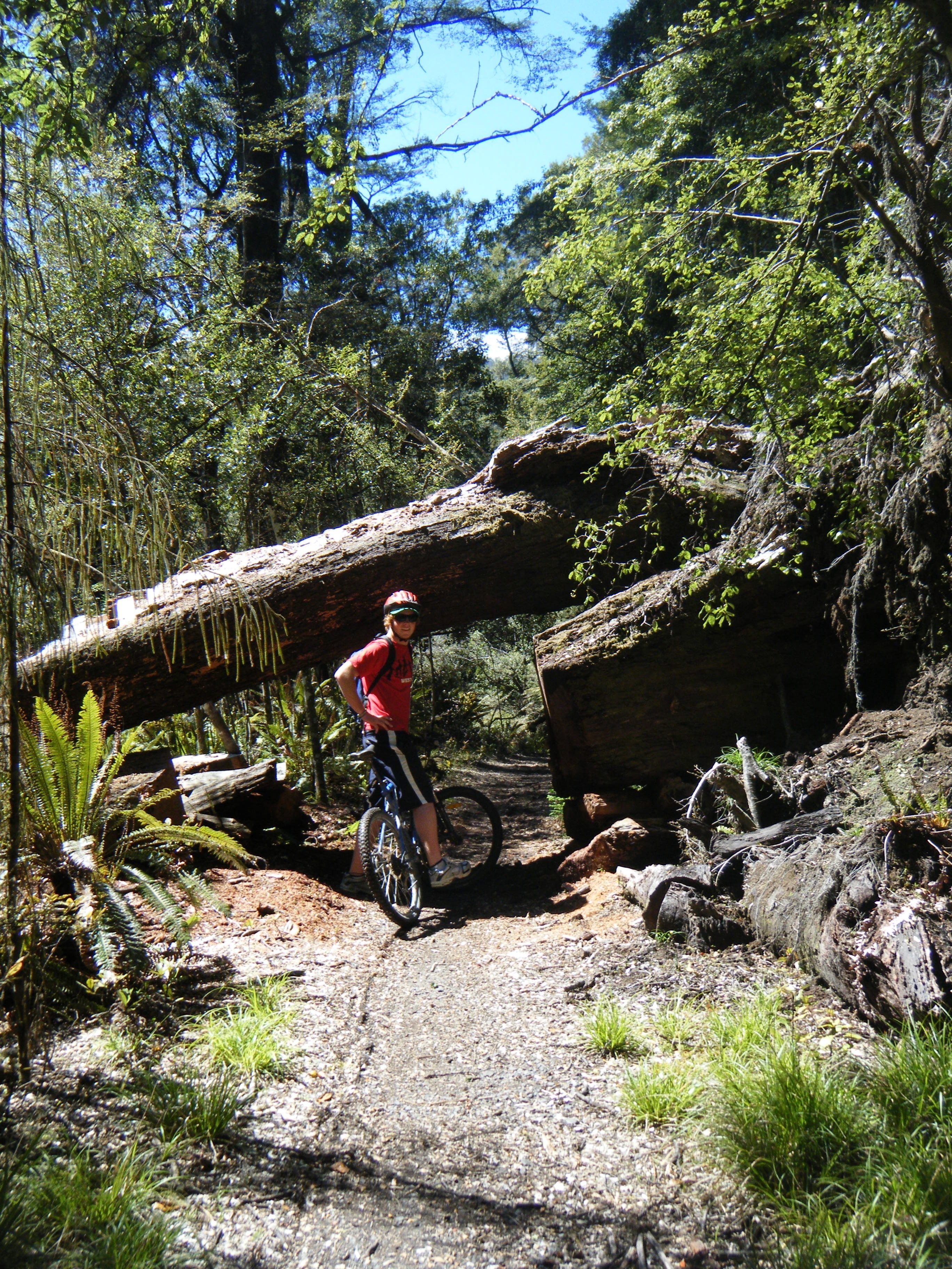 Une personne à vélo sur un sentier forestier, un arbre tombé bloquant le passage.