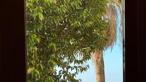 Vista desde un balcón sobre un puerto deportivo con barcos, una palmera y una jardinera de piedra con plantas.