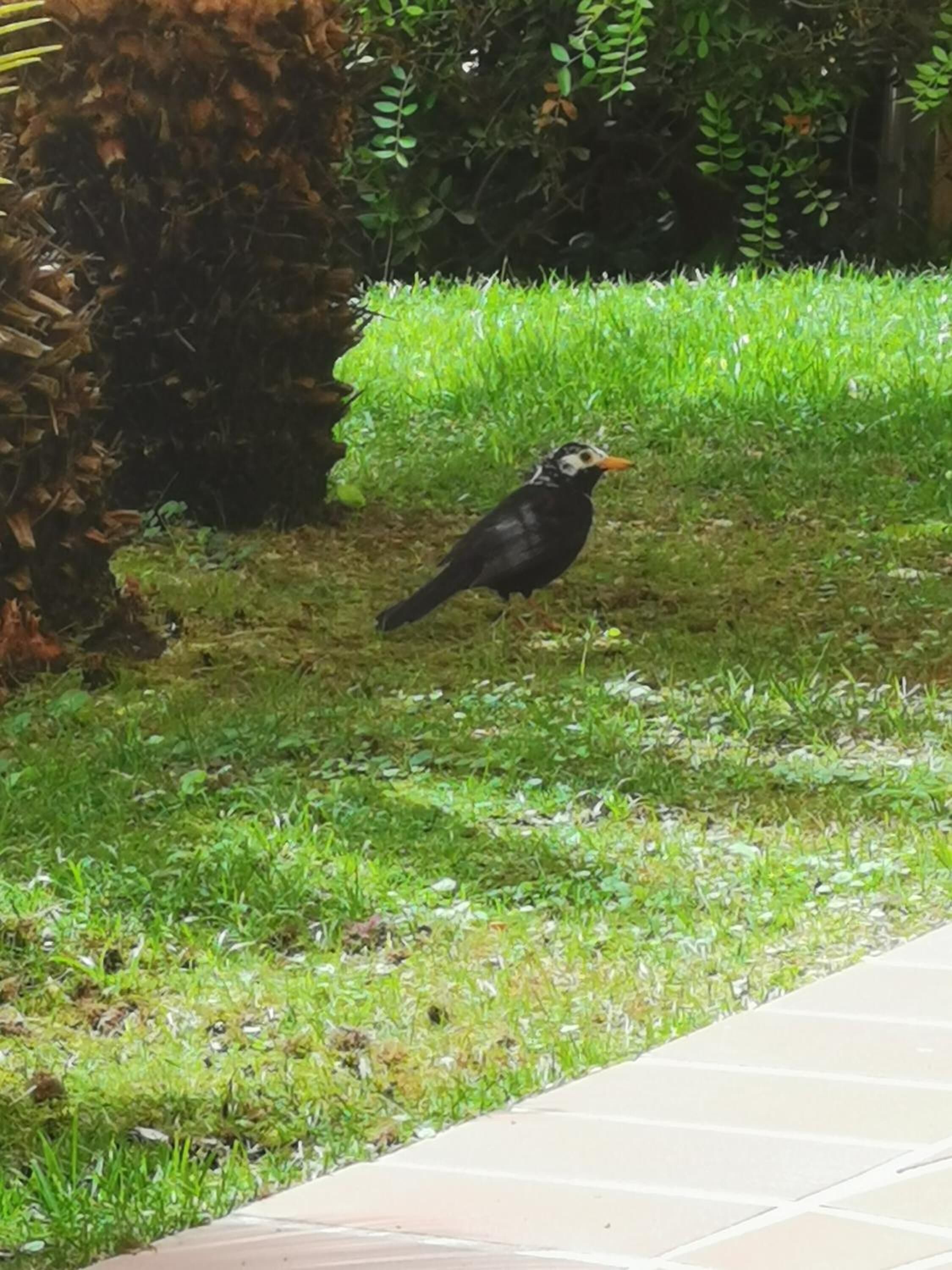 A bird on grass near a tree.