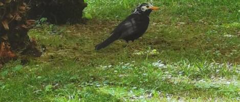 A bird on grass near a tree.