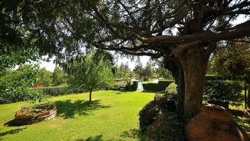 A large tree in a well-maintained garden with a circular flower bed and a water feature in the background.