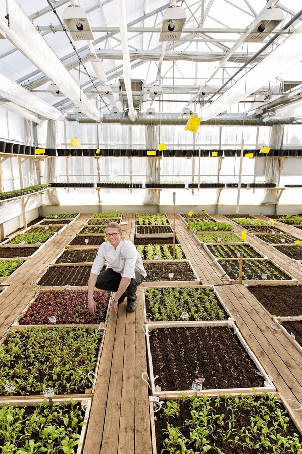 A greenhouse with multiple rows of plants in wooden beds, a person crouching in the center, and a high ceiling with industrial lighting.