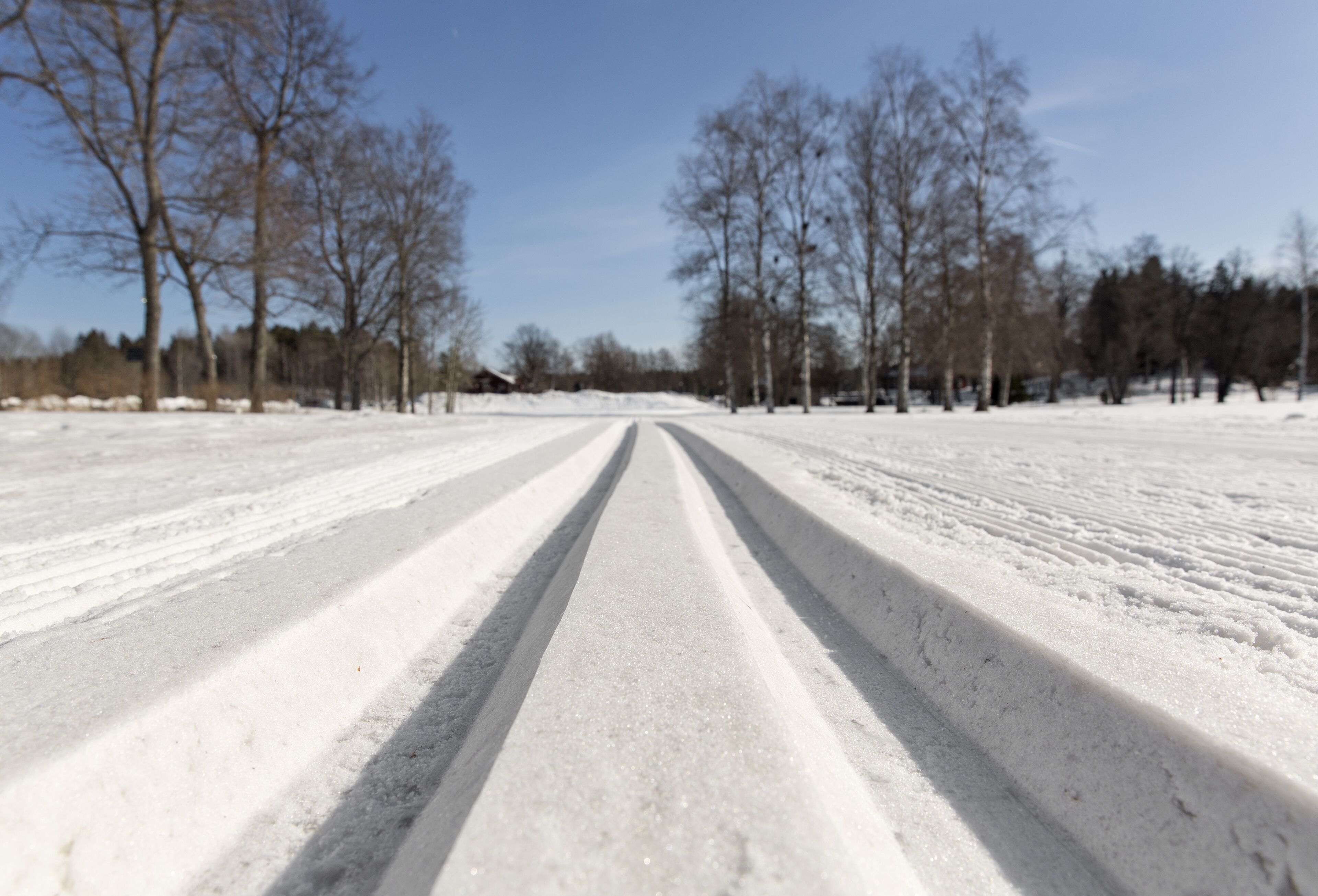 Una carretera cubierta de nieve con árboles desnudos a ambos lados.