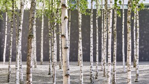 A row of birch trees with a dark wall in the background. - Greulich Design & Boutique Hotel (Zürich)