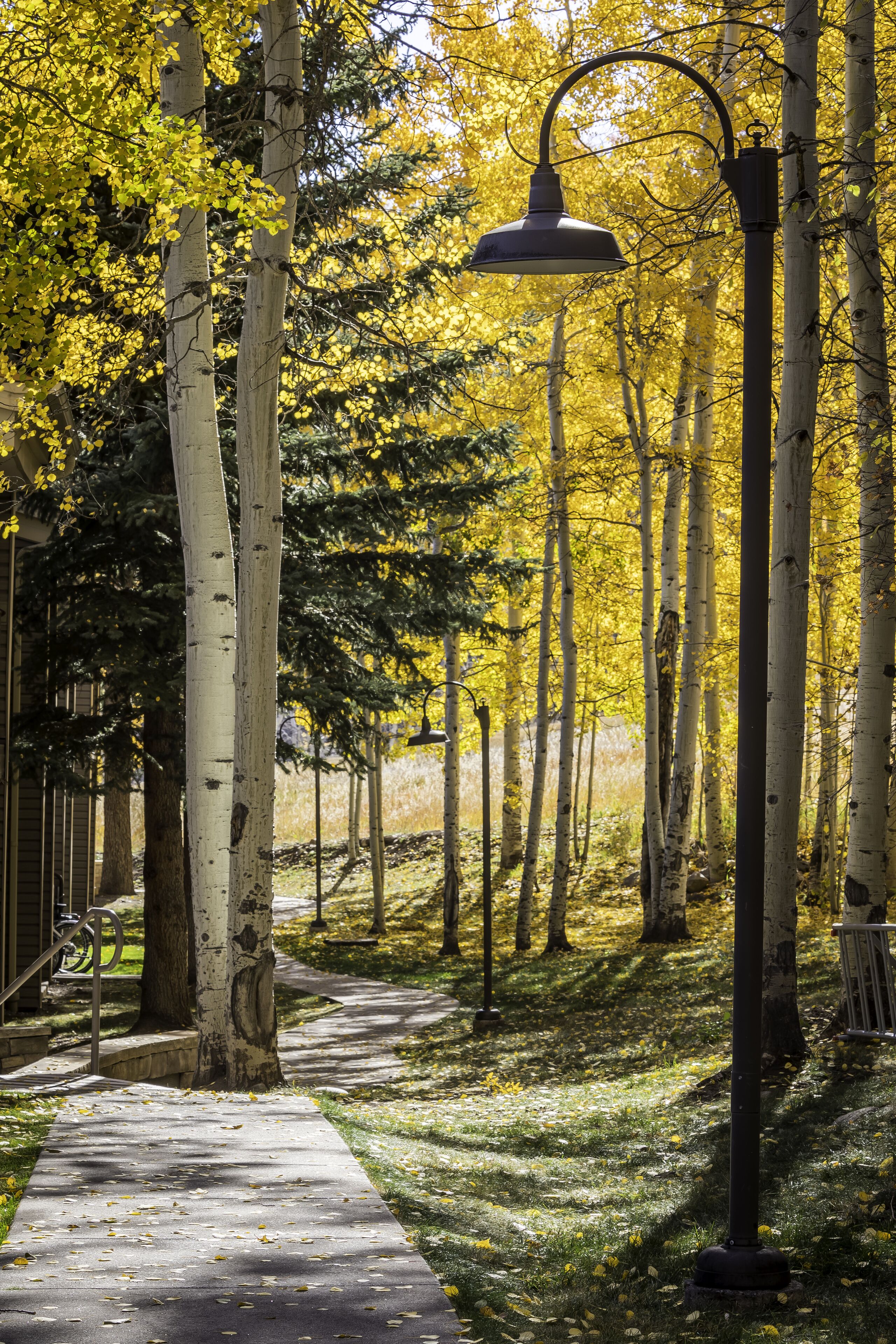 A pathway lined with trees and a street lamp.