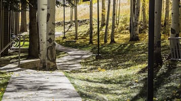 A pathway lined with trees and a street lamp.