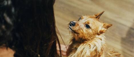 A person holding a small dog indoors.