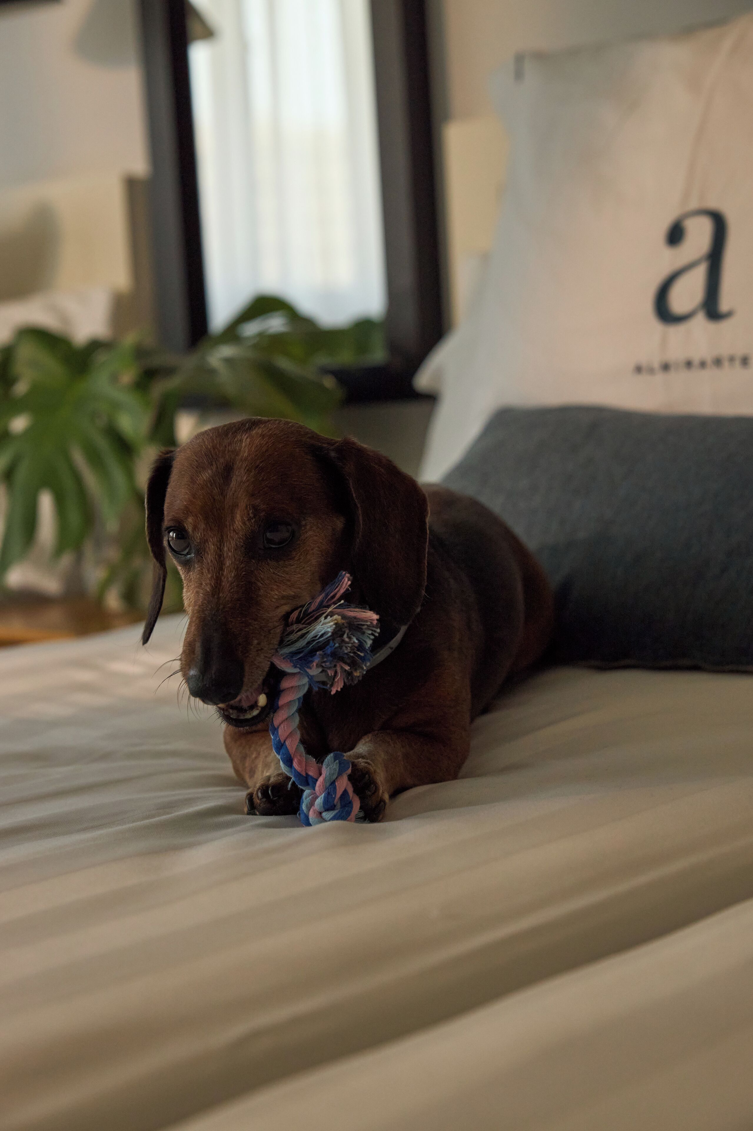 Un perro marrón acostado sobre una cama con un juguete azul y rosa.