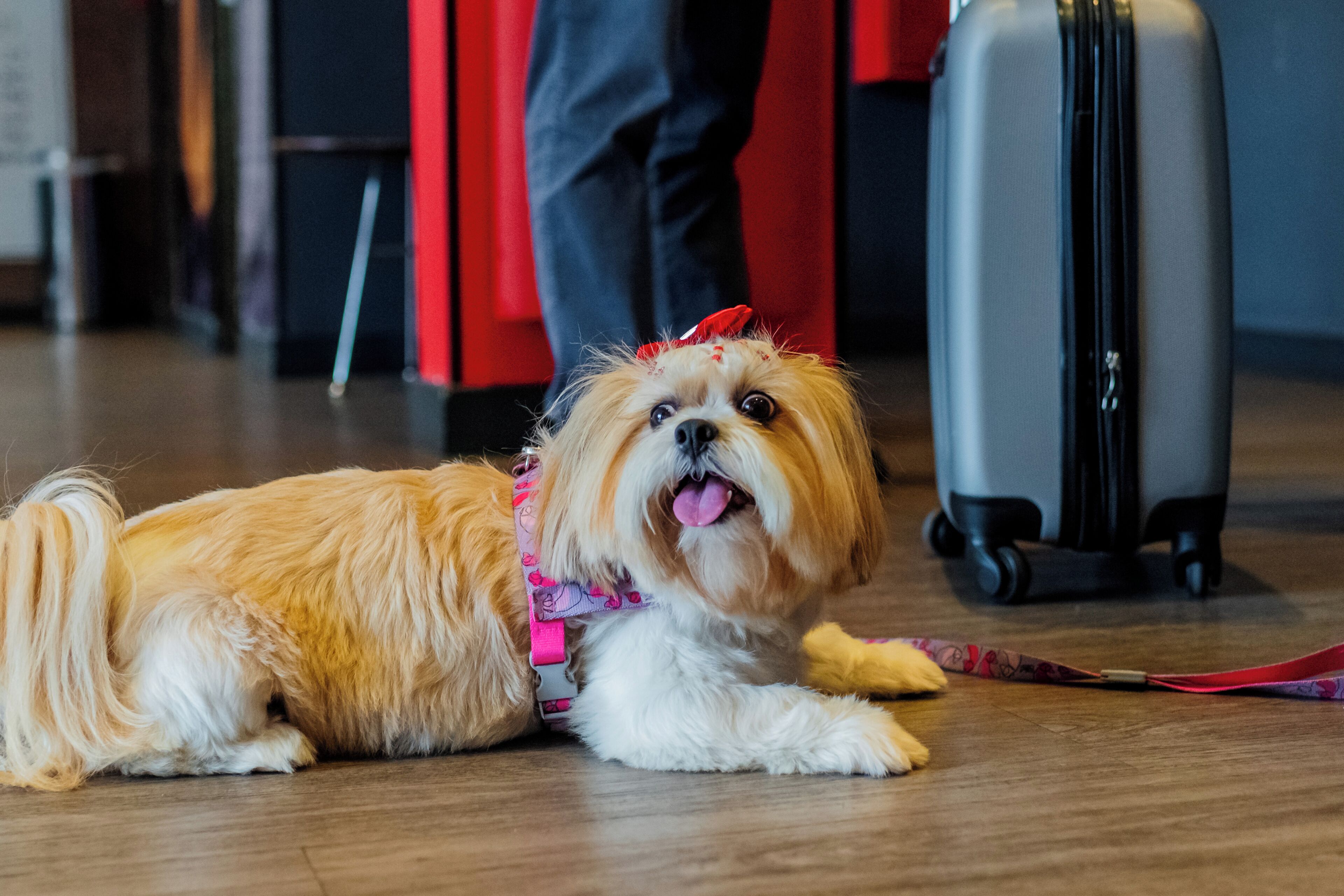 A small dog lying on the floor with a suitcase nearby.