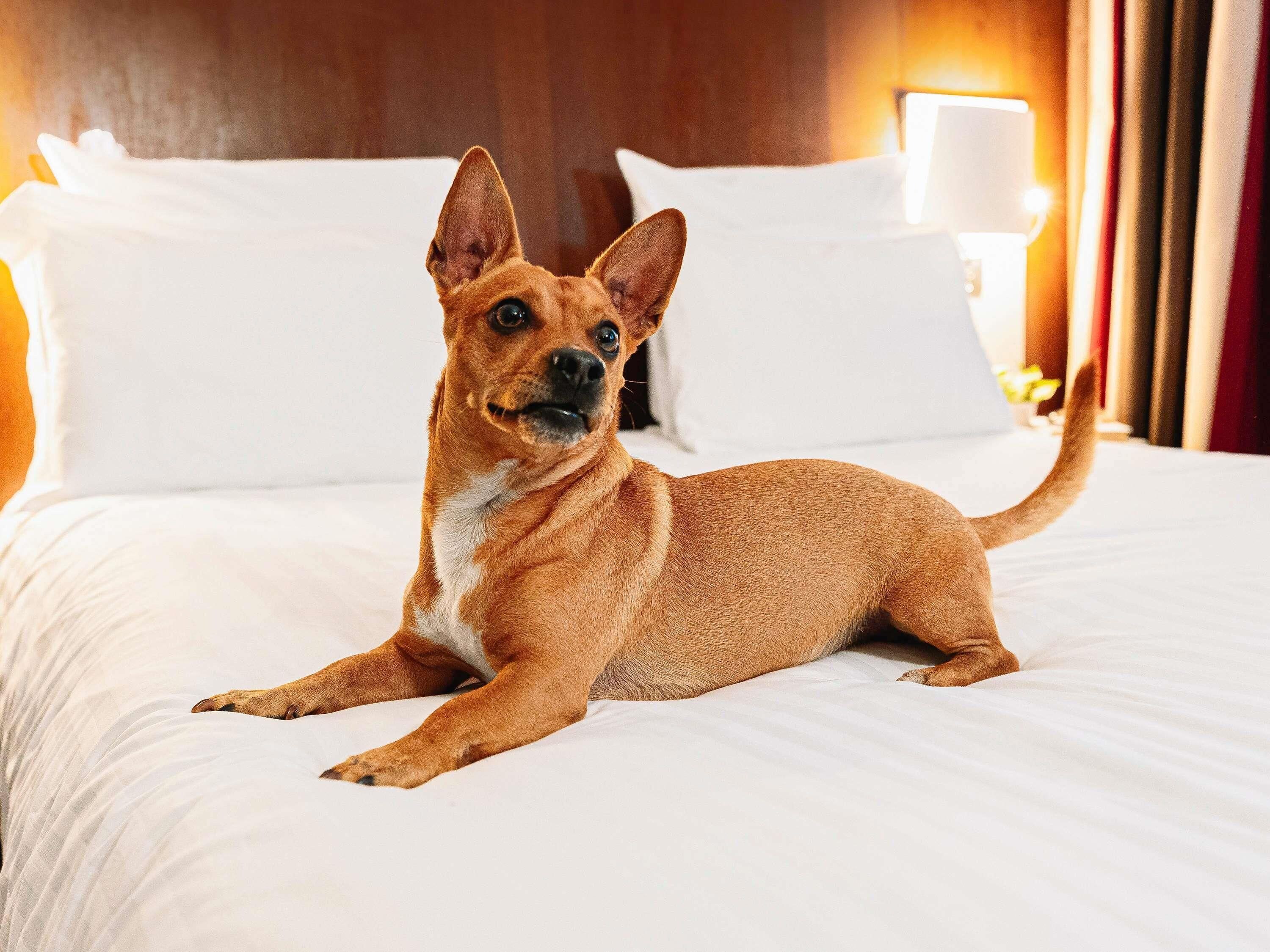 Ein Hund liegt auf einem Bett in einem Hotelzimmer, ausgestattet mit weißer Bettwäsche und einem Nachttisch mit einer Lampe.