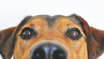 Primer plano del rostro de un perro.