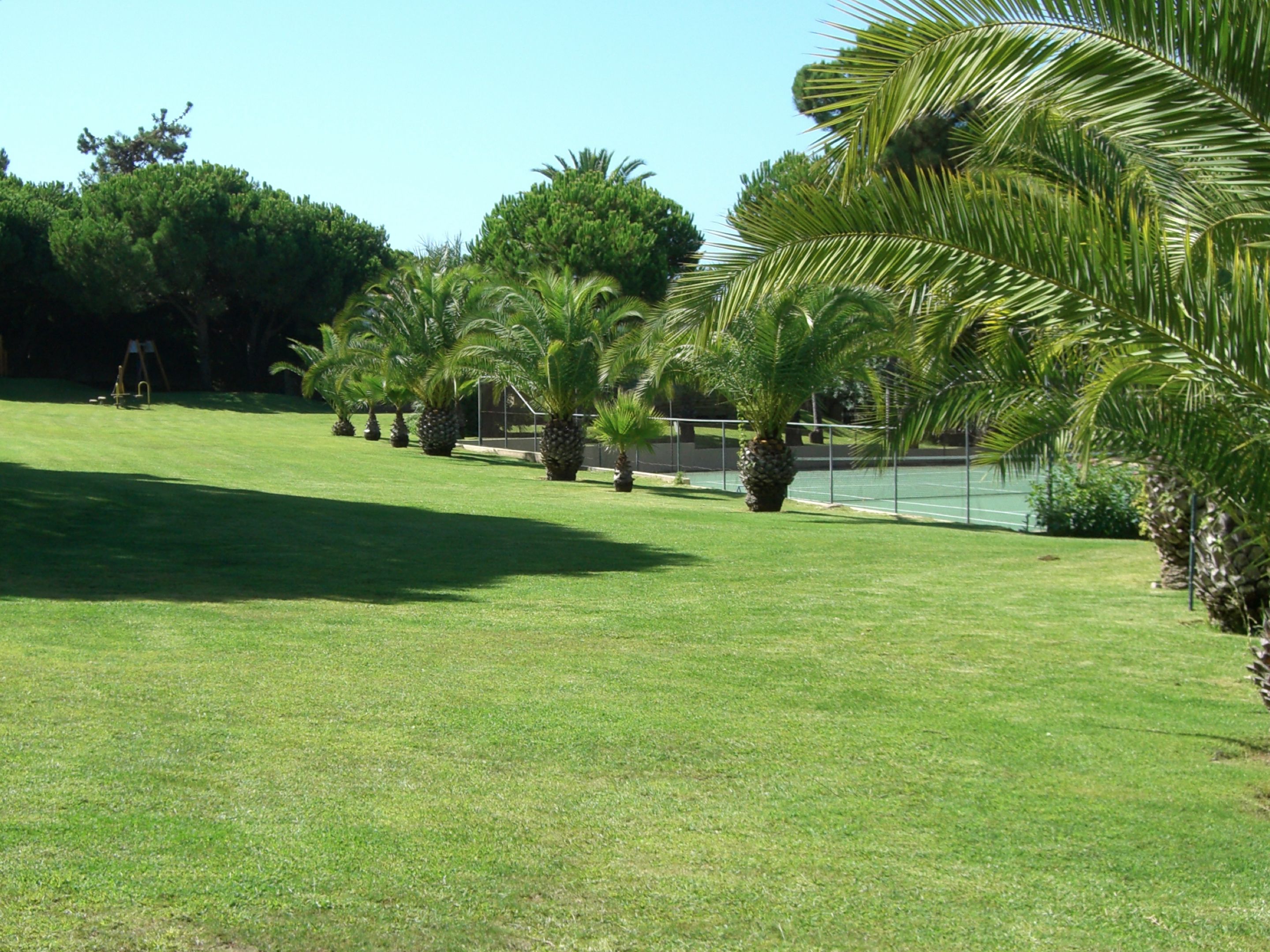 A well-maintained grassy area with several palm trees and a tennis court in the background.