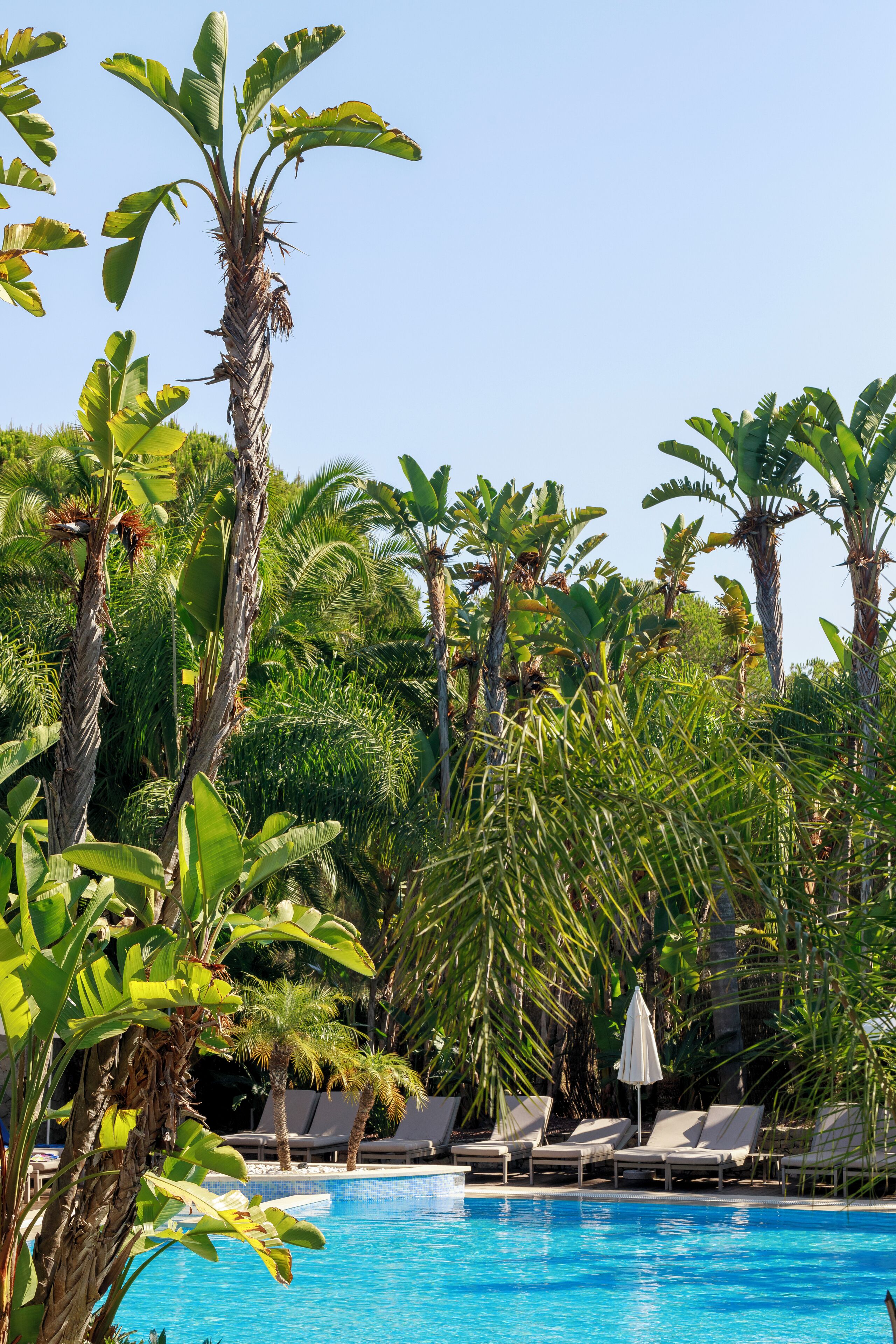 A pool surrounded by lush greenery and lounge chairs.