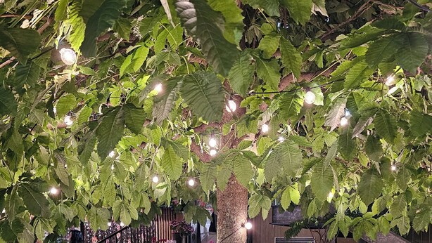 A garden with a tree, pink flowers, and string lights. - Ai Tigli (Langhirano)