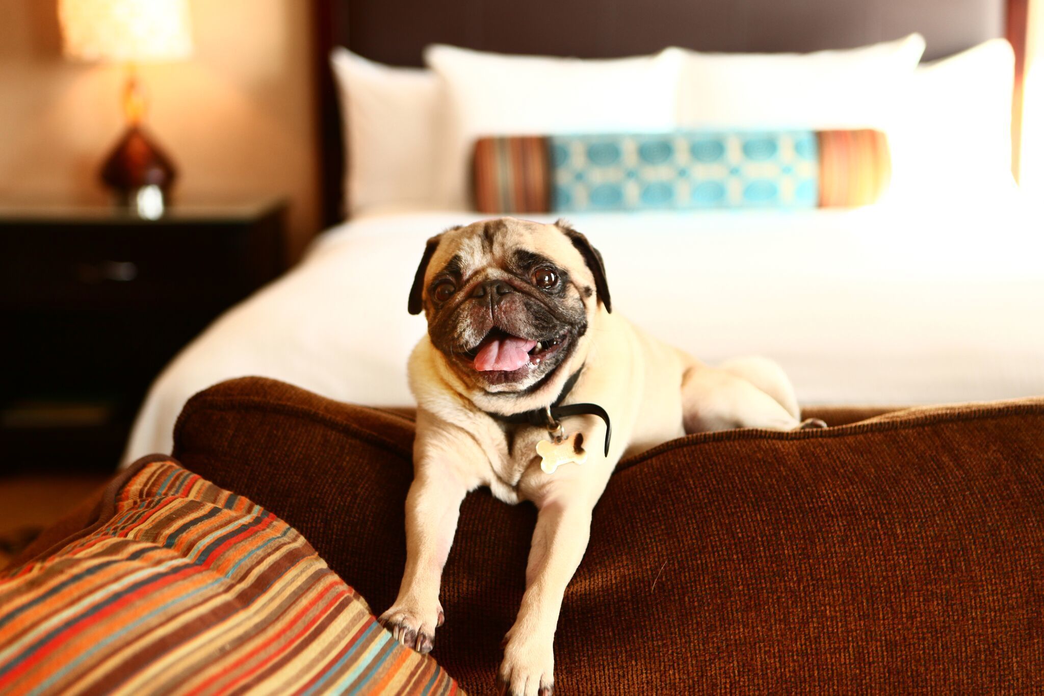 Foto - Staybridge Suites Glenview by IHG