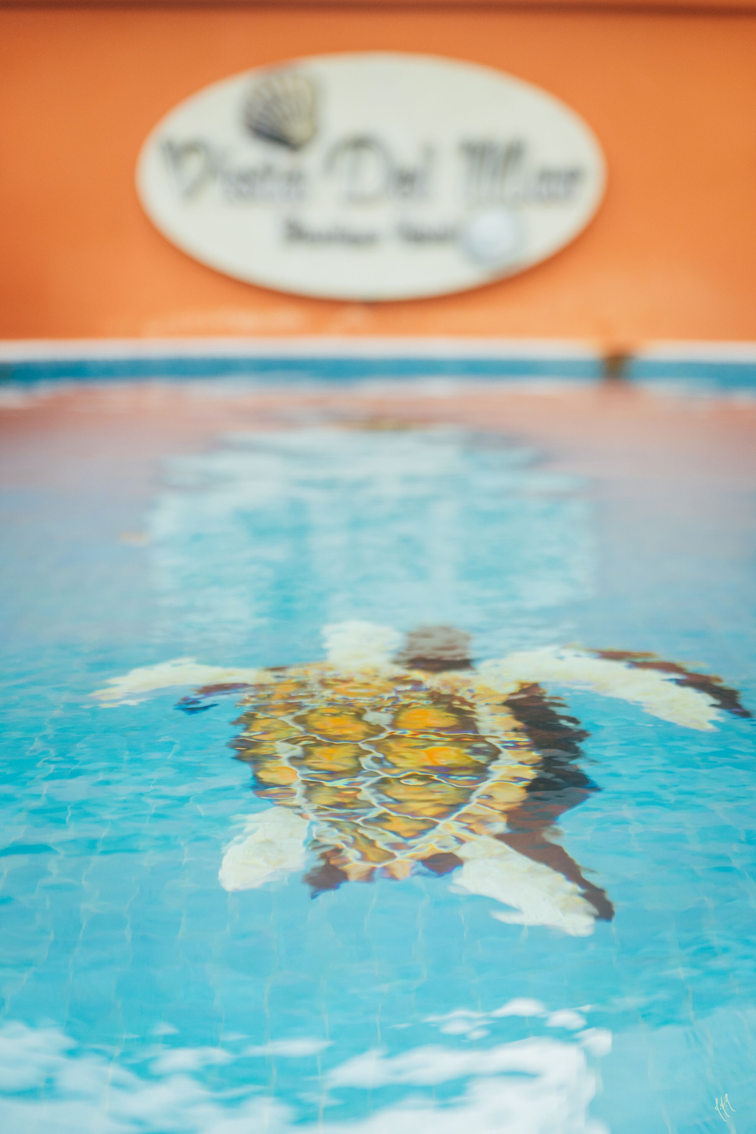 A turtle swimming in a pool with a sign in the background.