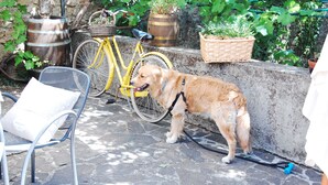 A dog standing next to a yellow bicycle and a wicker basket on a stone patio. - Hotel La Locanda (Volterra)