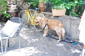 Animaux de compagnie acceptés