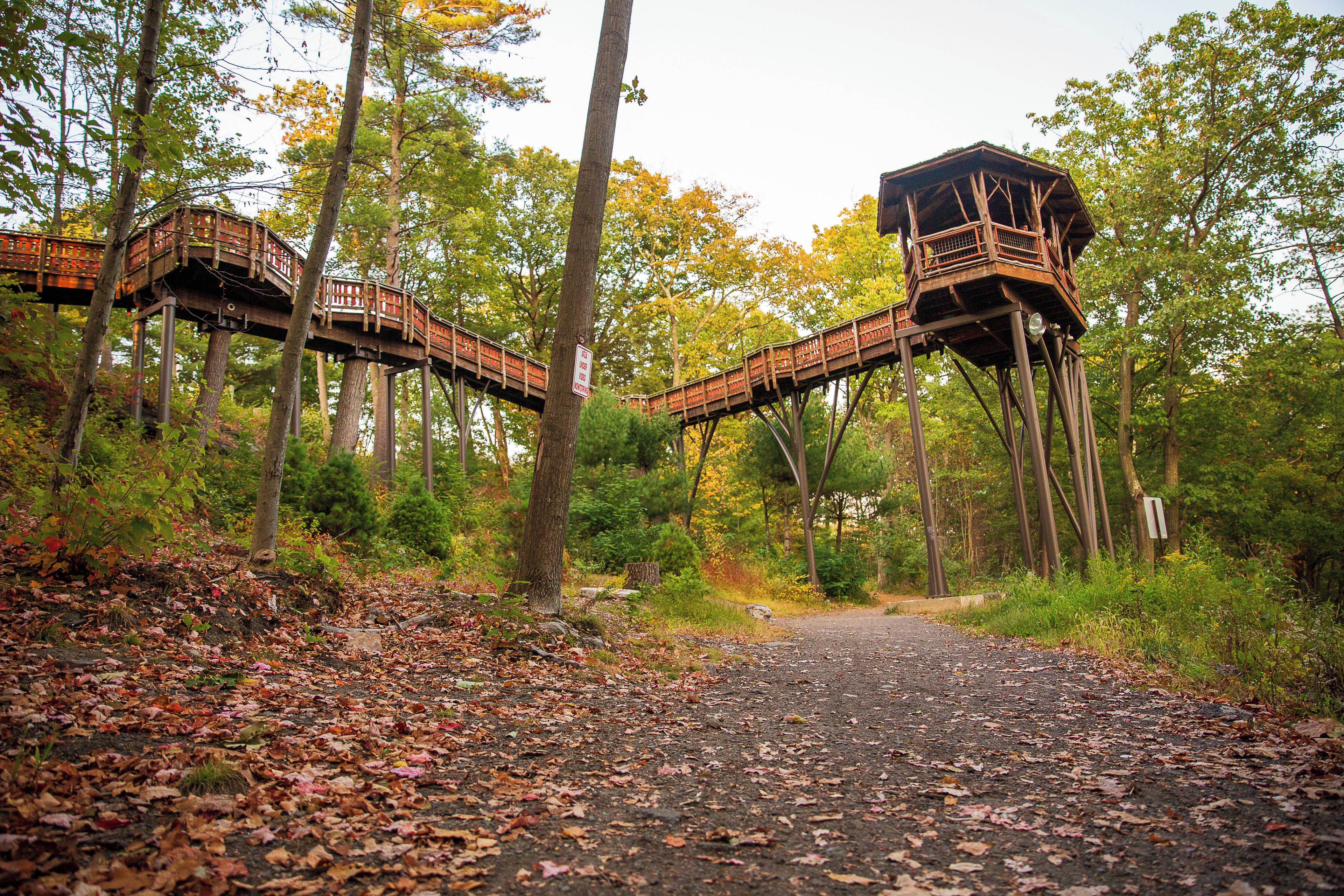Ein bewaldetes Gebiet mit einer Holzbrücke und einem Aussichtsturm.
