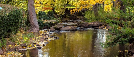 A serene stream with rocks and foliage, surrounded by trees with autumn leaves.