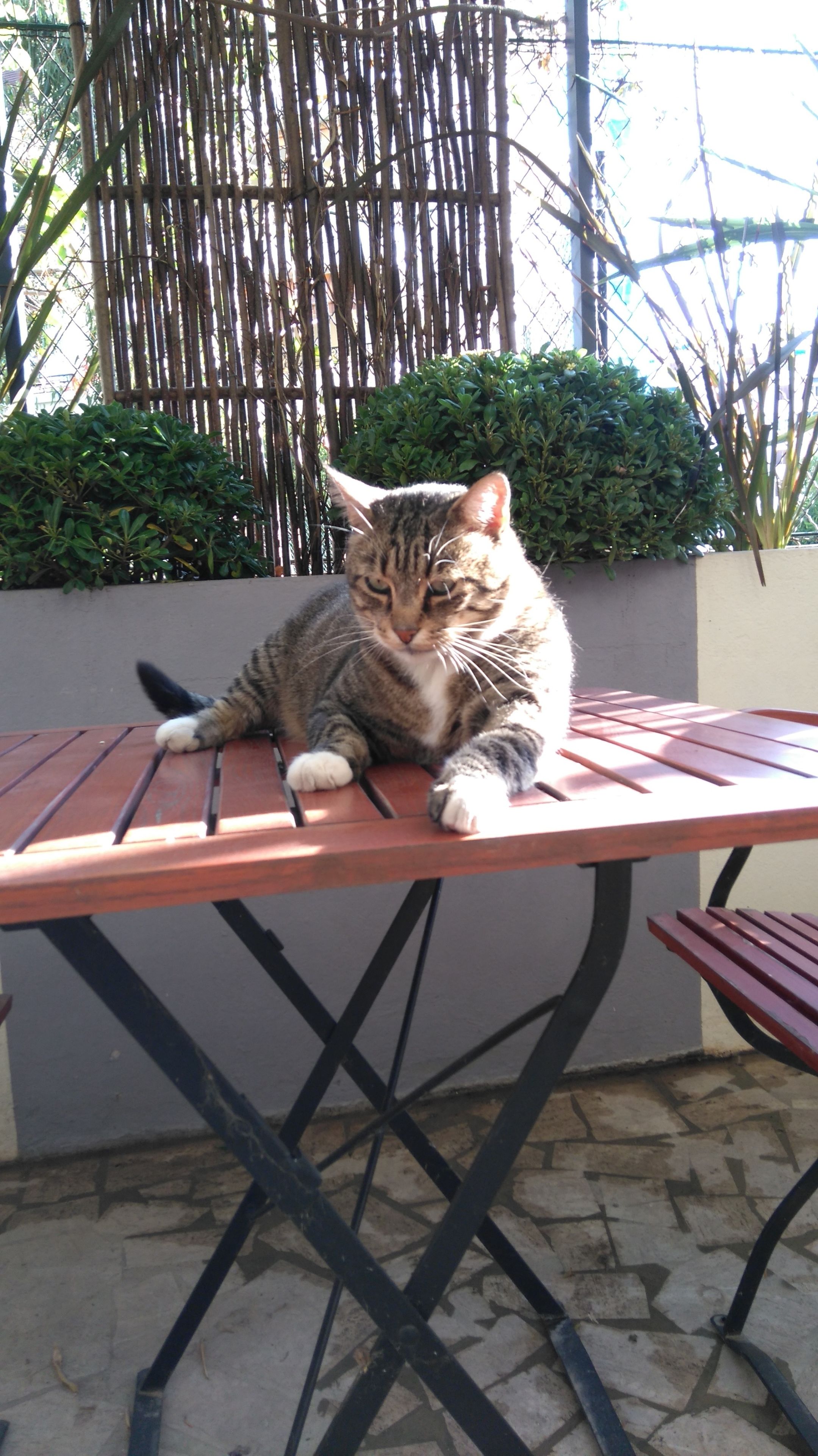Um gato sentado em uma mesa de metal vermelha ao ar livre.