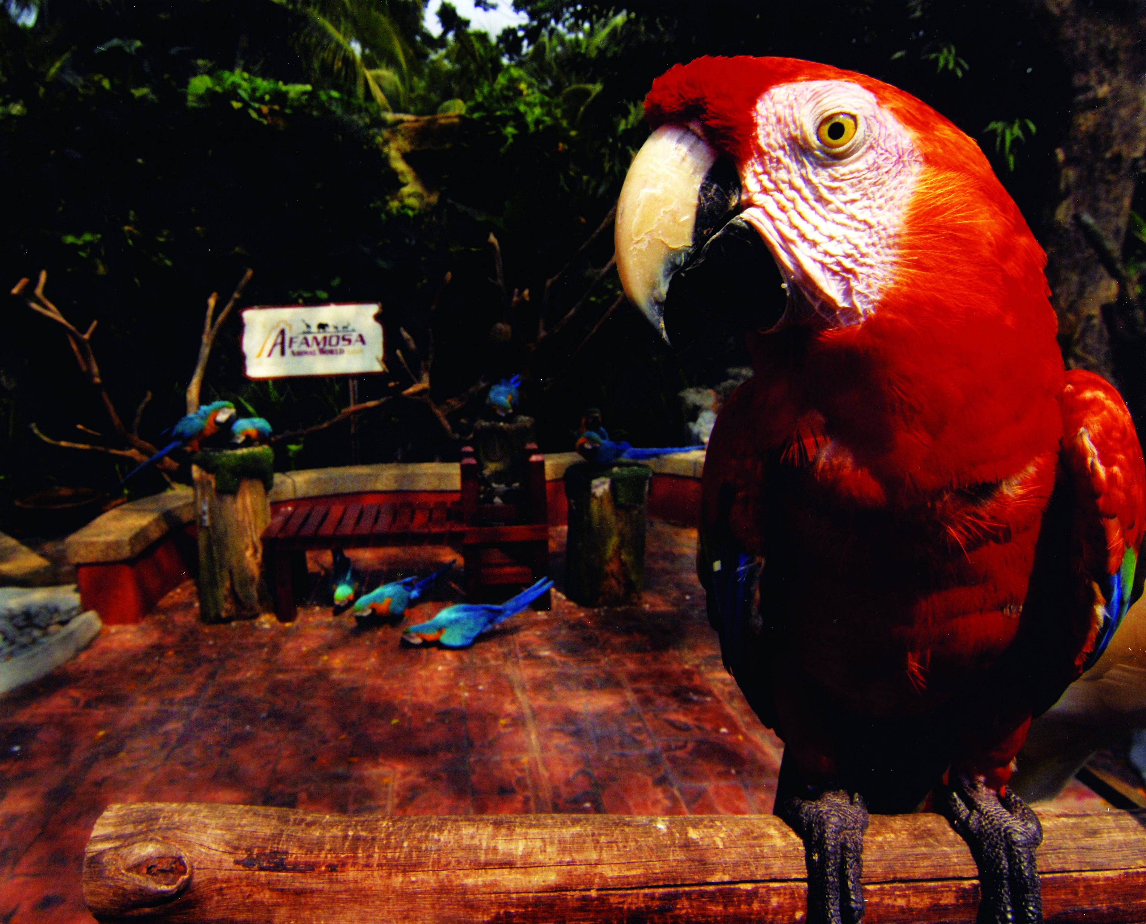 A parrot with a red body and yellow eye, standing on a wooden platform with a sign in the background.