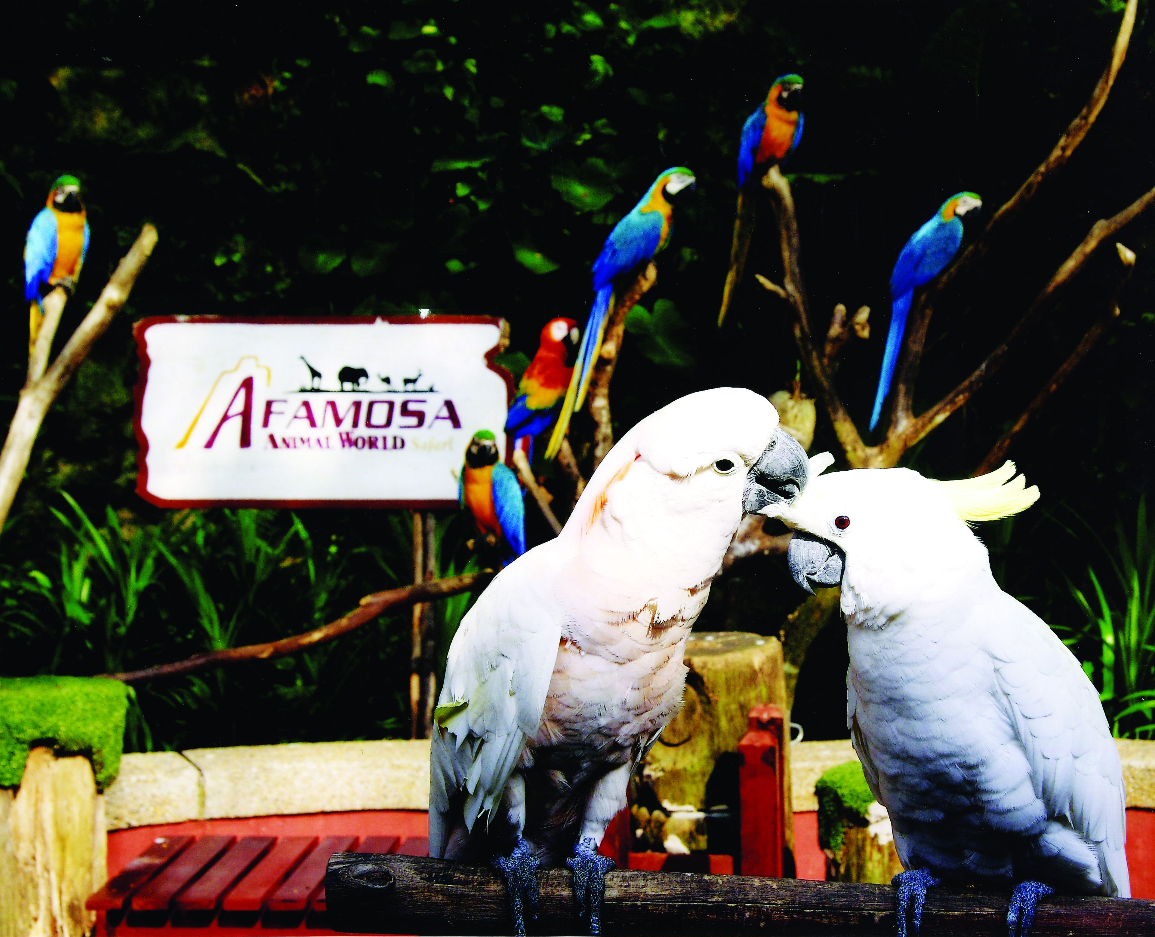 Two white parrots on a wooden perch with a sign in the background reading "AFAMOSA ANIMAL WORLD Safari".