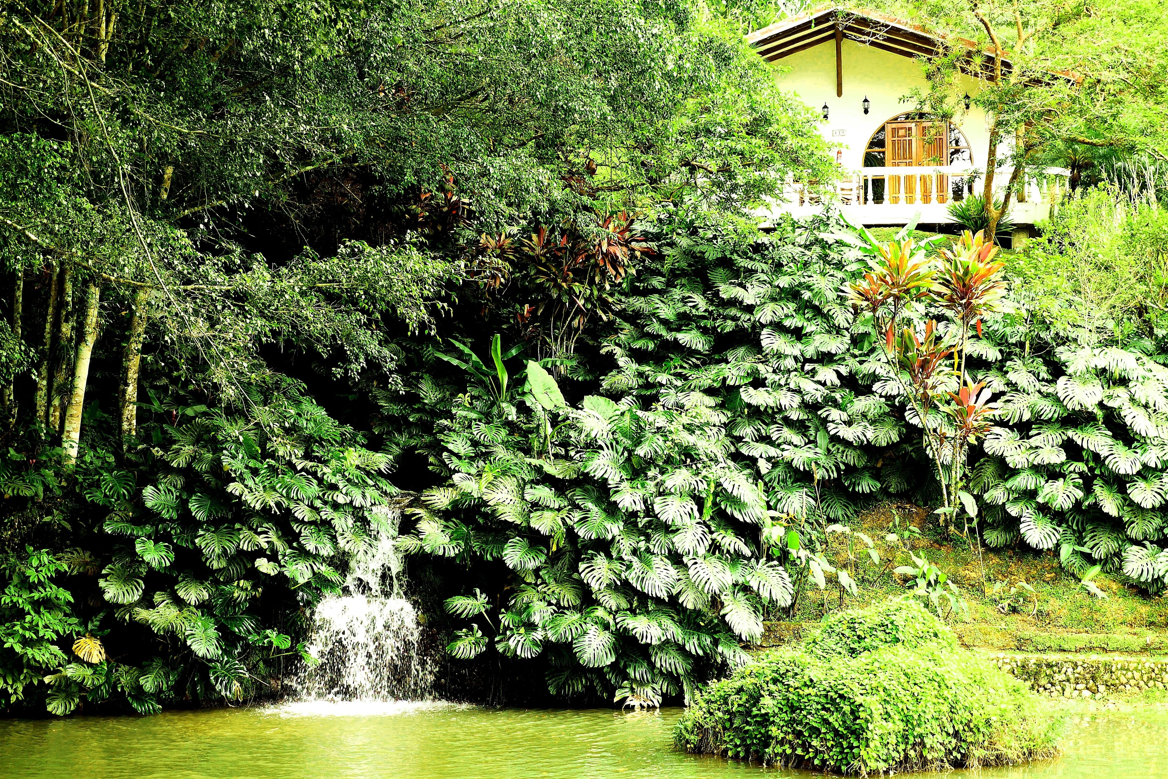 A lush garden with a waterfall, dense foliage, and a building with a balcony.