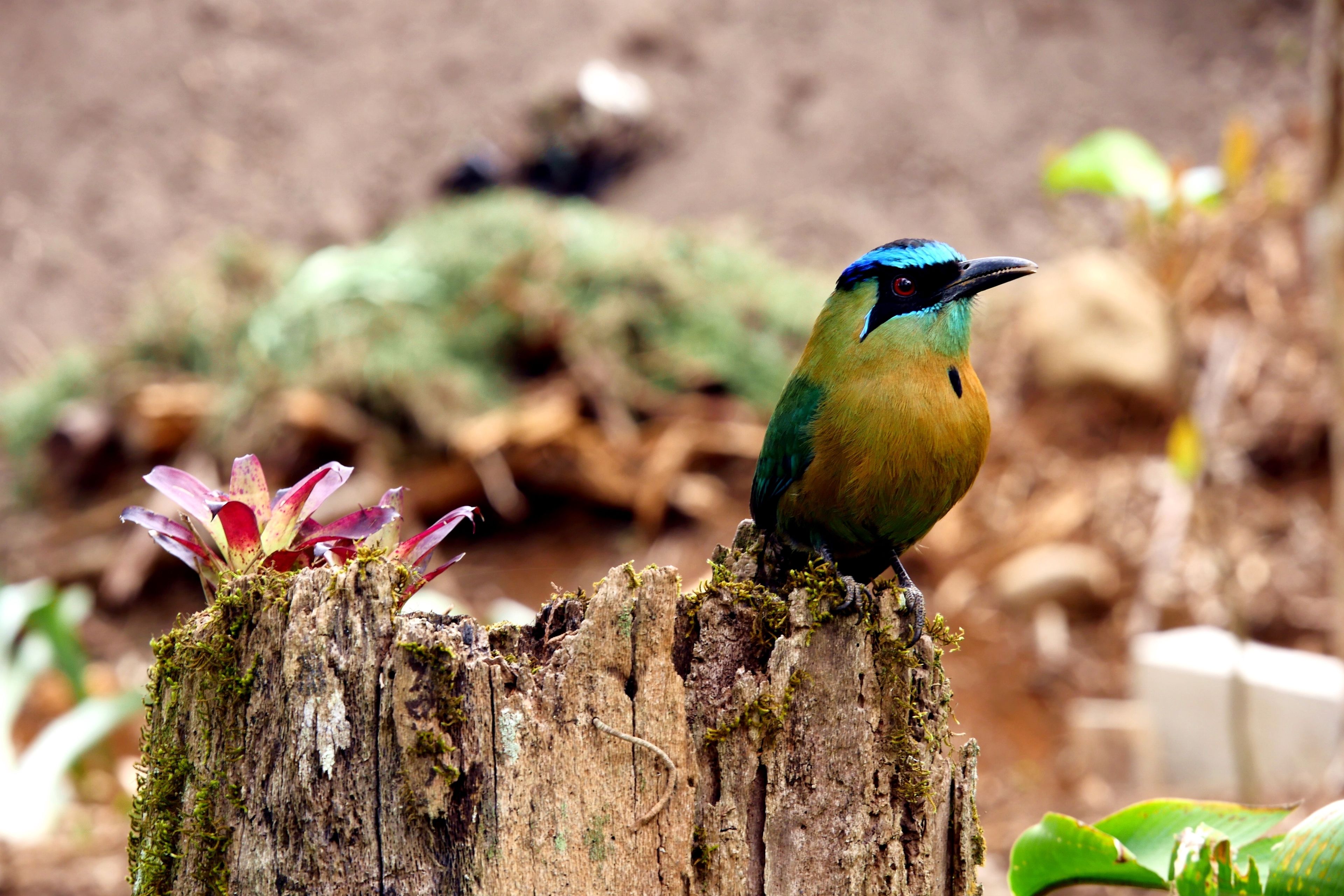 A bird perched on a wooden post with moss and a flower nearby.