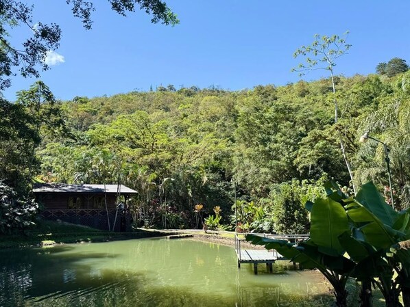 A serene outdoor area with a pond, a wooden dock, and lush greenery.