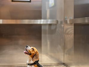 Ein Hund in einem Aufzug mit metallischen Wänden und einem spiegelnden Boden.