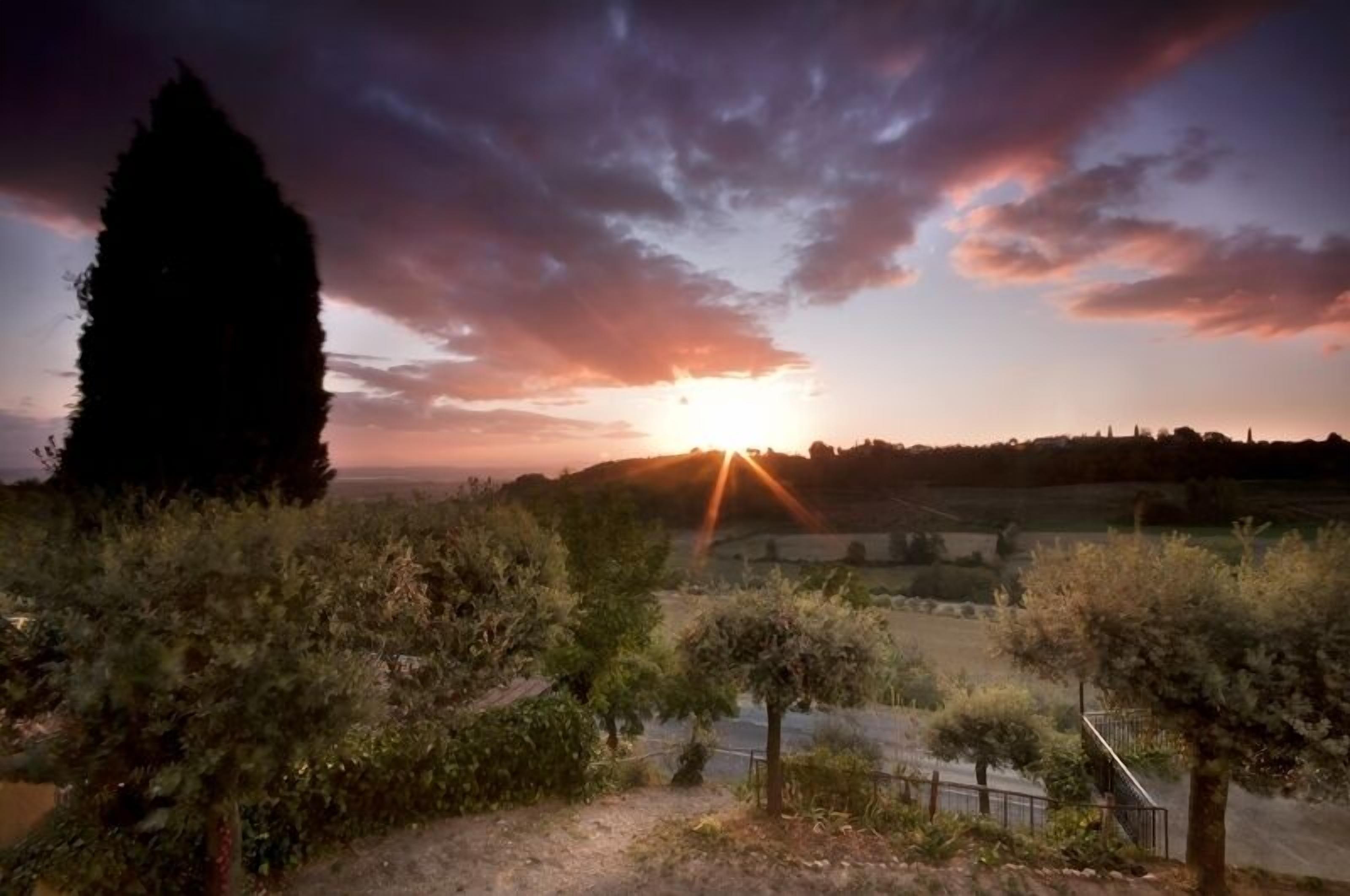 A vineyard with rows of grapevines and a tall tree in the foreground.